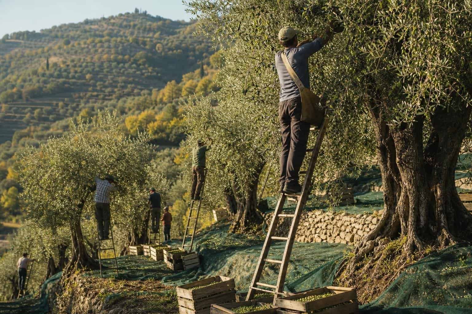 Dlaczego oliwa z Toskanii smakuje inaczej? Klimat, odmiany i tradycja