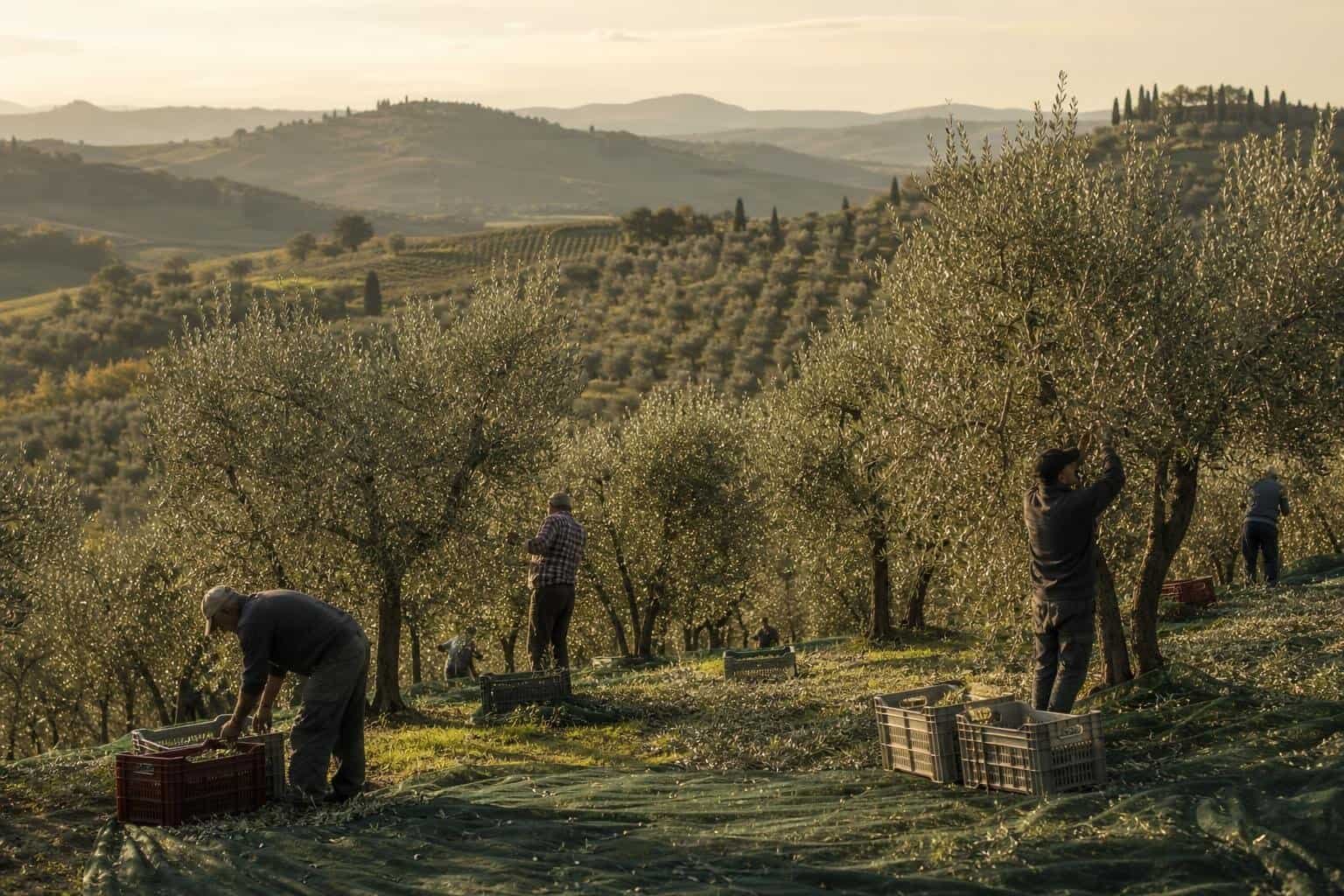 Pasquini Extra Virgin Olive Oil: The Taste of Tuscany in Every Drop