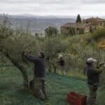 True Tuscan Extra Virgin Olive Oil: How to Choose, Use, and Taste the Real Thing