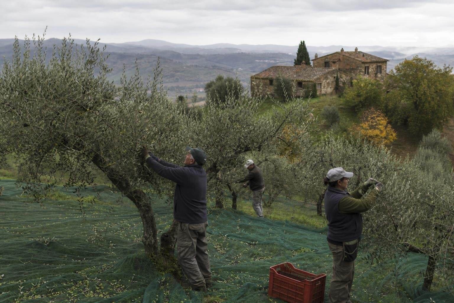 True Tuscan Extra Virgin Olive Oil: How to Choose, Use, and Taste the Real Thing